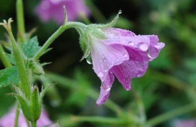 morning dew.jpg