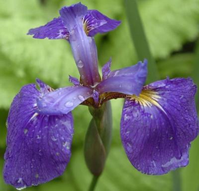 purple iris crop.jpg