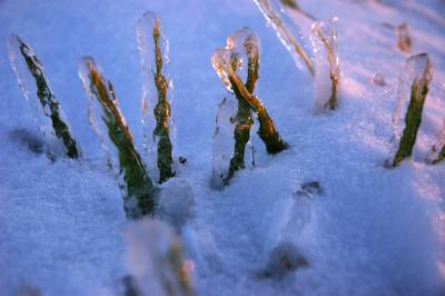 trapped grass
