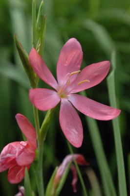 touch of pink.jpg
