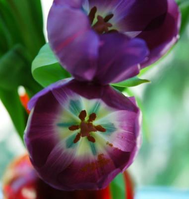 tulip glow.jpg