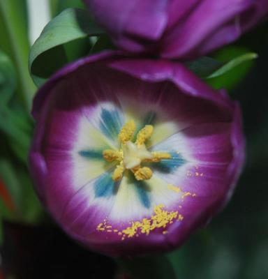 tulip interior.jpg