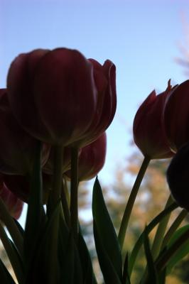 tulip silhouette.jpg