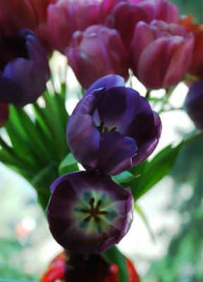 tulips.jpg