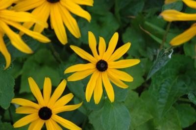 yellow flower.jpg