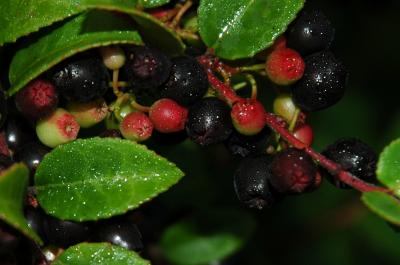 berries crop