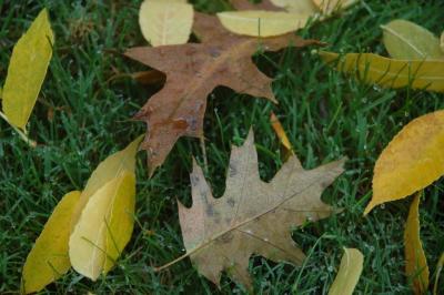 fall leaves