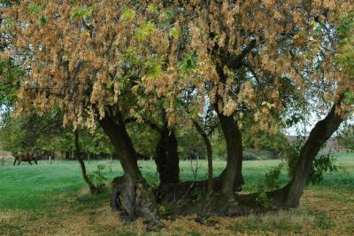 farm tree