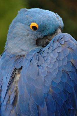 blue parrot.jpg