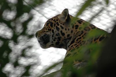 jaguar.jpg
