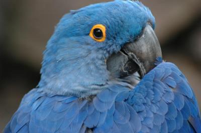 shy parrot.jpg