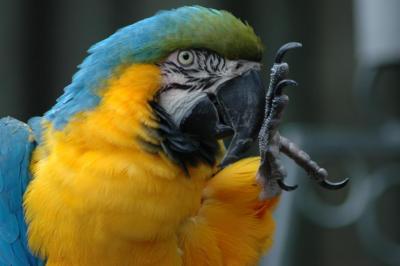 waving parrot.jpg