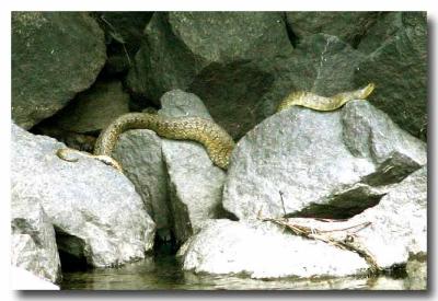 snake at the fishing hole
