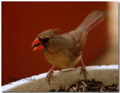 Female cardinal at feeder