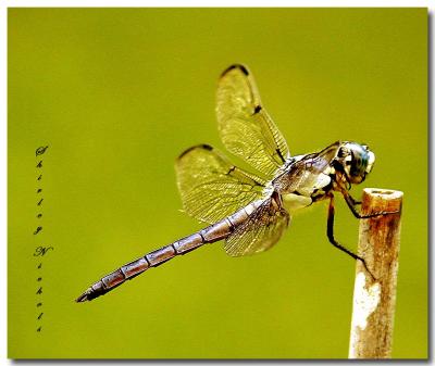 Little blue dragon fly.jpg