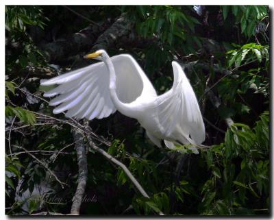 Egret take off