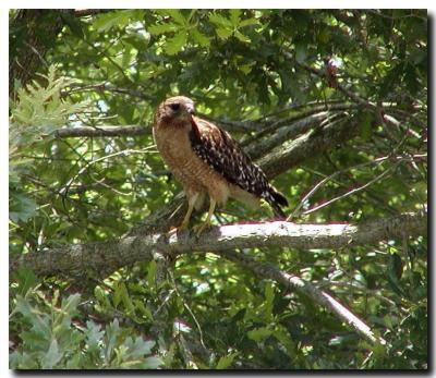 u45/braveart/medium/29352230.Sharpshinnedhawk.jpg