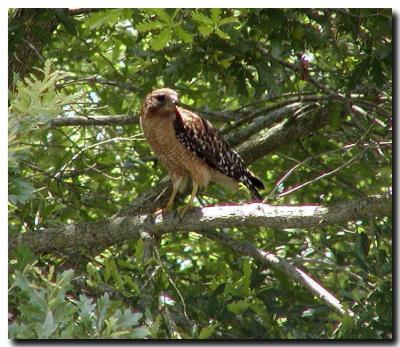 Sharp shinned hawk