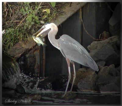 Blue heron and fish-1.jpg