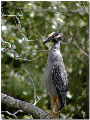 Yellow crowned night heron-youngster