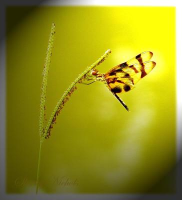 Yellow and brown dragon fly.jpg