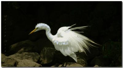 Great egret see a snake