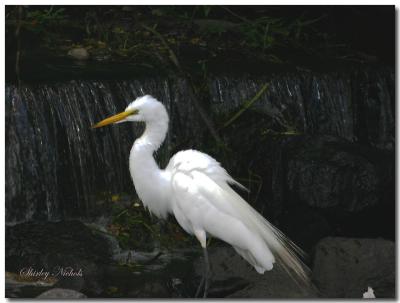 Great egret at rest