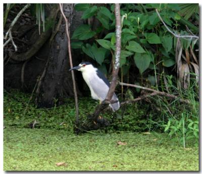 black crowned night heron-2.jpg