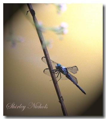 Blue dragon fly-2.jpg