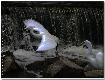 Snowy egret takes flight.