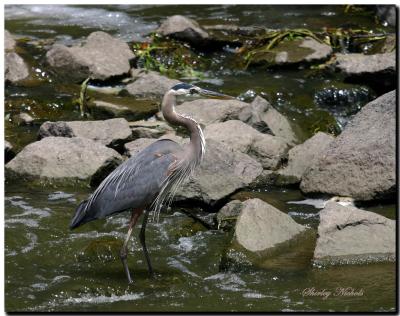 Blue heron in best dress.jpg