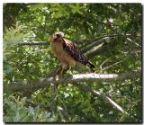 Sharp shinned hawk