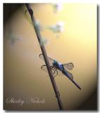 Blue dragon fly-2.jpg