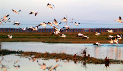 Spillway Pelicans