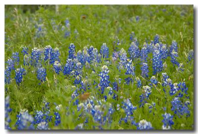 u45/brenda_b/medium/29265725._DSC1387copy.jpg