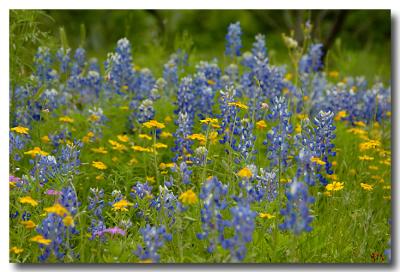 u45/brenda_b/medium/29265755._DSC1486copy.jpg