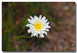 White Dandelion