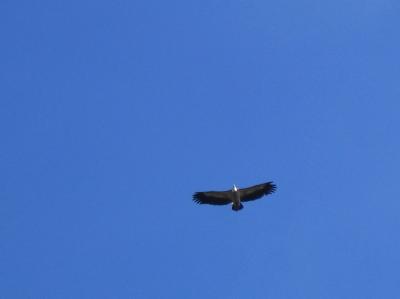 Rocamadour: eagle
