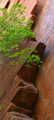 In Hidden Canyon (Zion N.P)