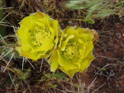 cactus flowering