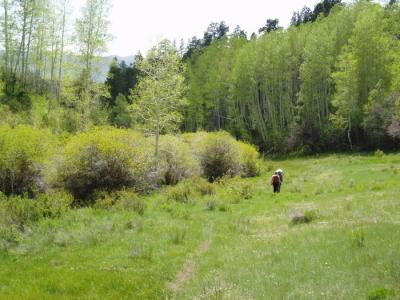 aspen near lone cone colorado