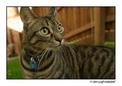 Joey in garden - close up.jpg