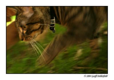 Joey in garden - movement blur.jpg