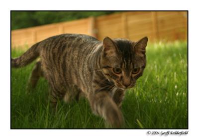 Joey in garden - wandering2.jpg