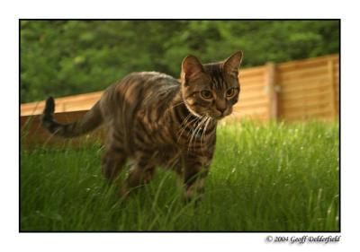 Joey in garden - wandering 2.jpg