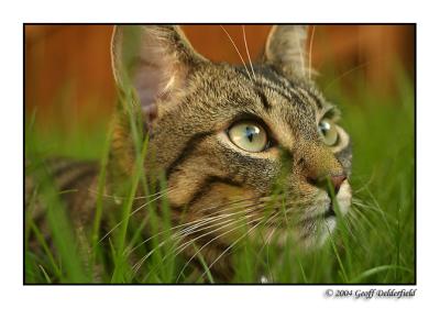 Joey low in grass6.jpg