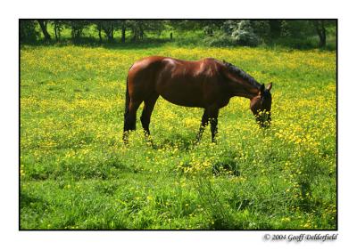 horse in buttercup field 2 copy.jpg
