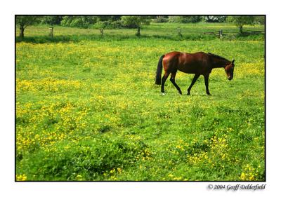 horse in buttercup field 3 copy.jpg