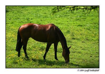 horse in buttercup field 4 copy.jpg