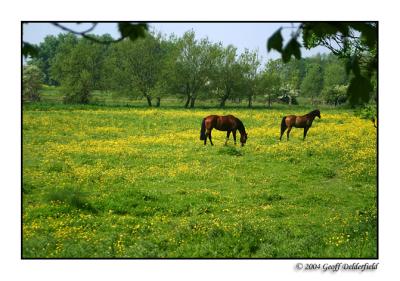 horses in buttercup field 2 copy.jpg